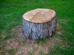 How Our Tree Care Process Works  in  Paloma Creek South, TX
